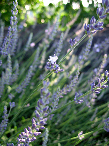lavendar-scent-spa-bedroom