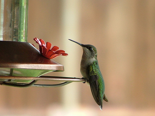 add hummingbird feeder to your patio
