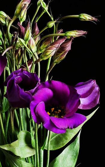purple lisianthus flowers